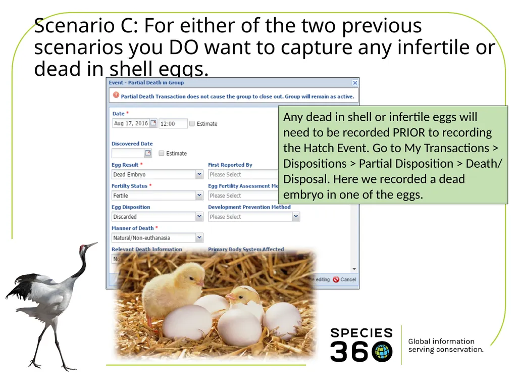 Hatching a Group of Eggs The options available 1 - slide 8 of 16