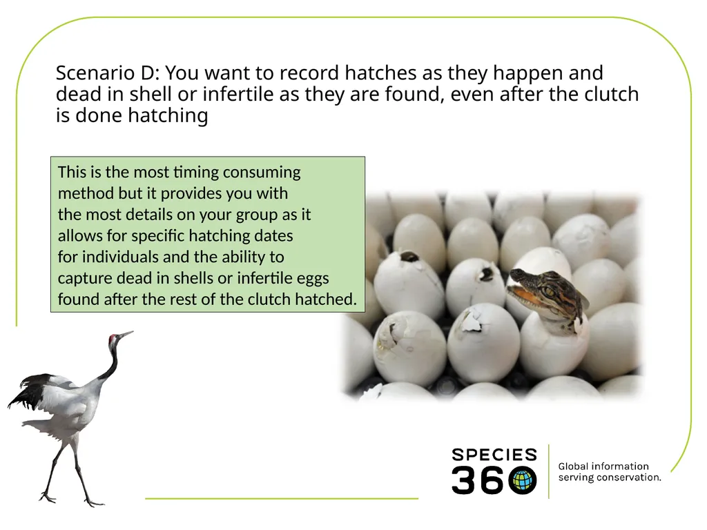 Hatching a Group of Eggs The options available 1 - slide 10 of 16