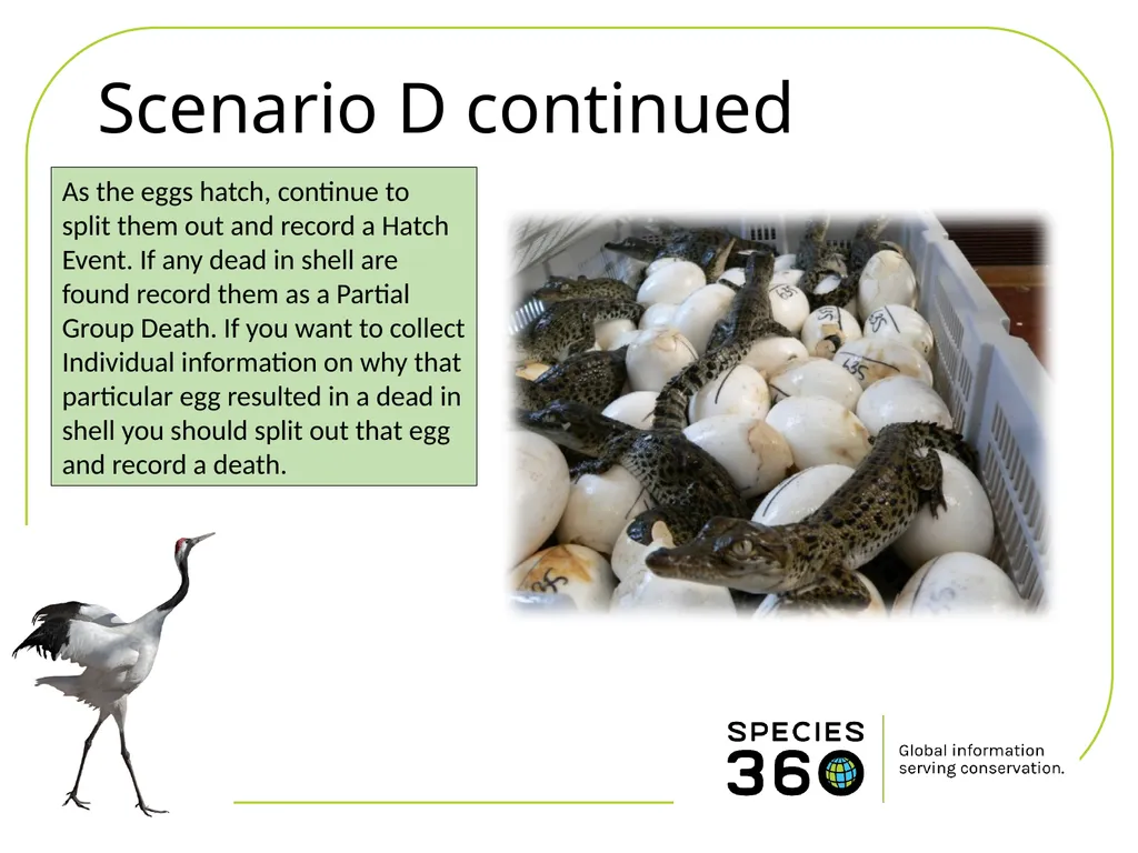 Hatching a Group of Eggs The options available 1 - slide 14 of 16