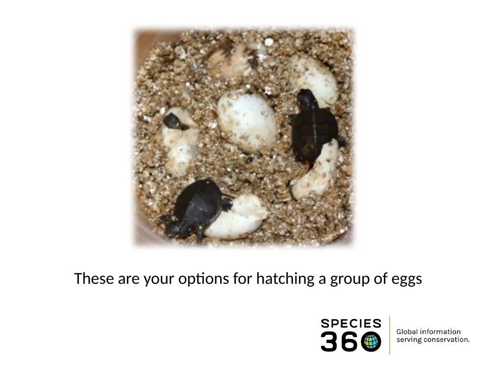 Hatching a Group of Eggs The options available 1 - slide 16 of 16
