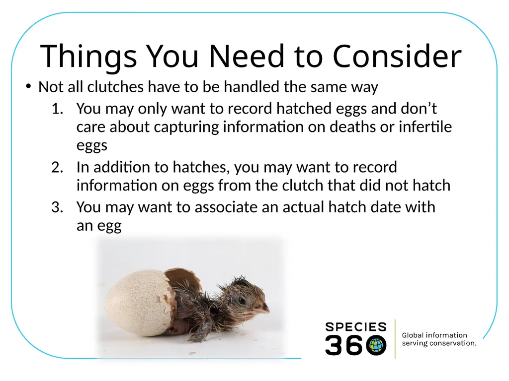 Hatching a Group of Eggs The options available 1 - slide 2 of 16