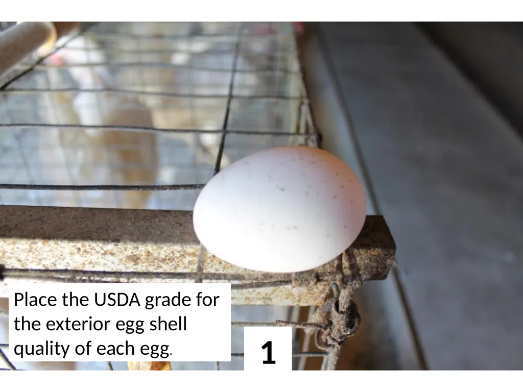 1 Place the USDA grade for the exterior egg shell