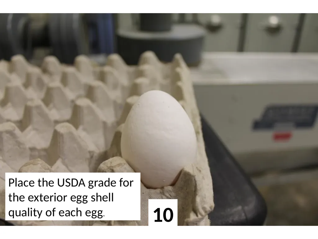 1 Place the USDA grade for the exterior egg shell - slide 10 of 15