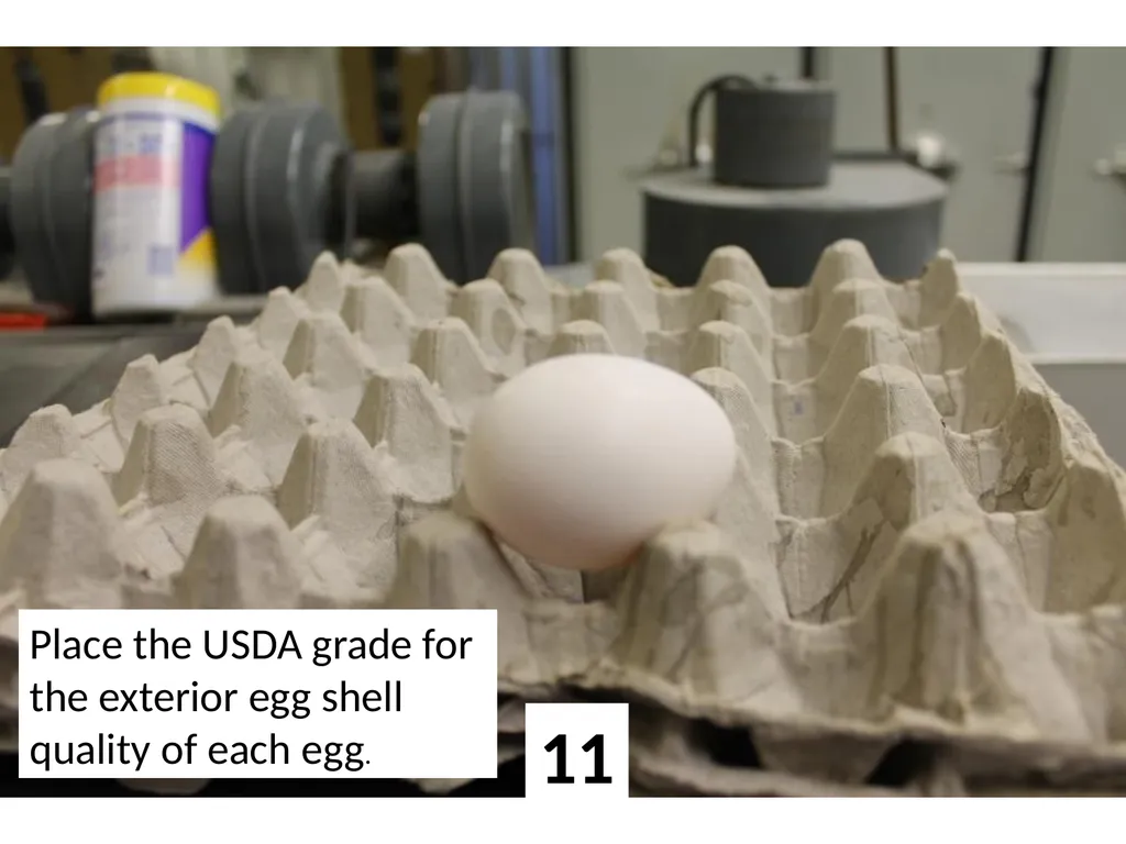 1 Place the USDA grade for the exterior egg shell - slide 11 of 15
