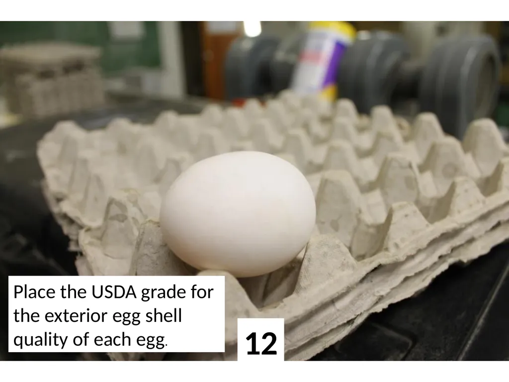 1 Place the USDA grade for the exterior egg shell - slide 12 of 15