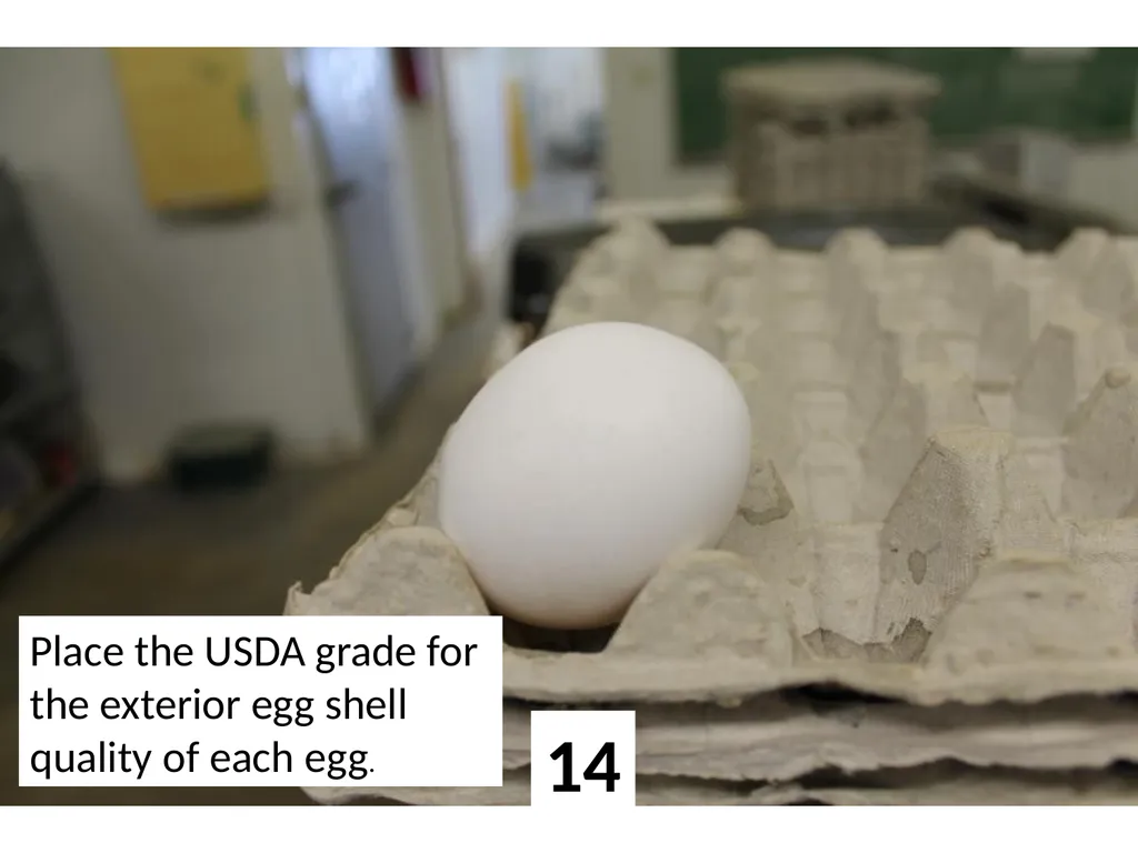 1 Place the USDA grade for the exterior egg shell - slide 14 of 15