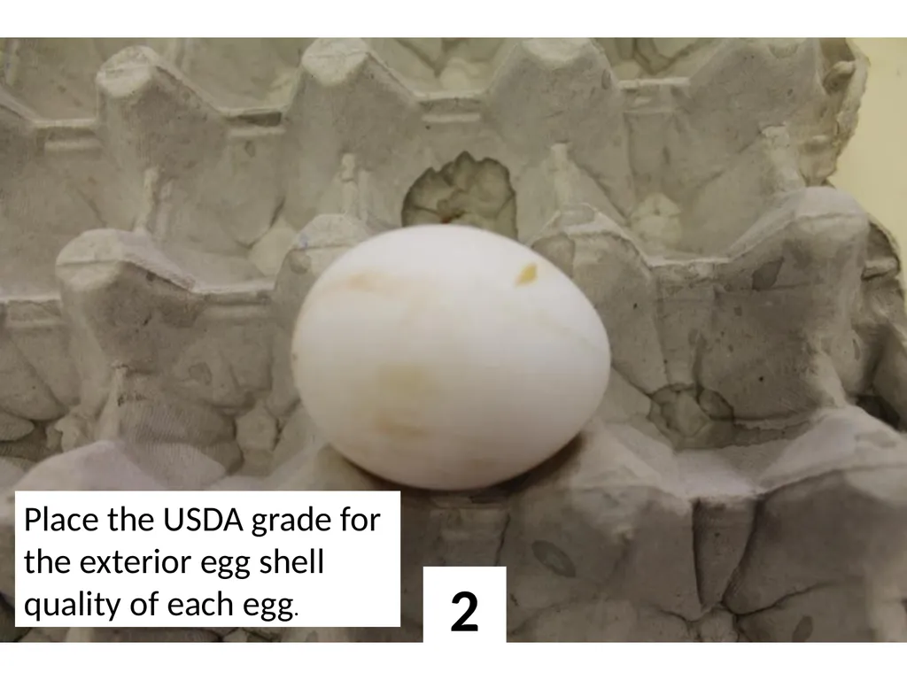 1 Place the USDA grade for the exterior egg shell - slide 2 of 15