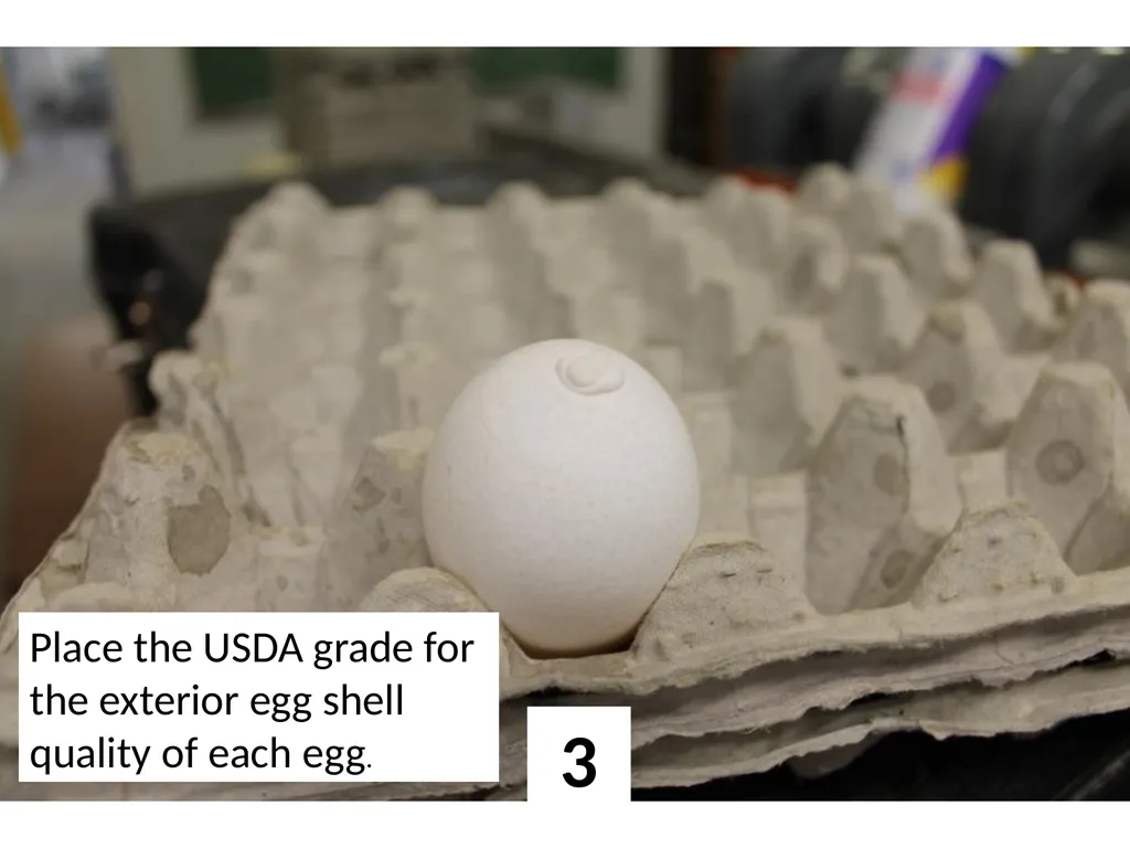1 Place the USDA grade for the exterior egg shell - slide 3 of 15