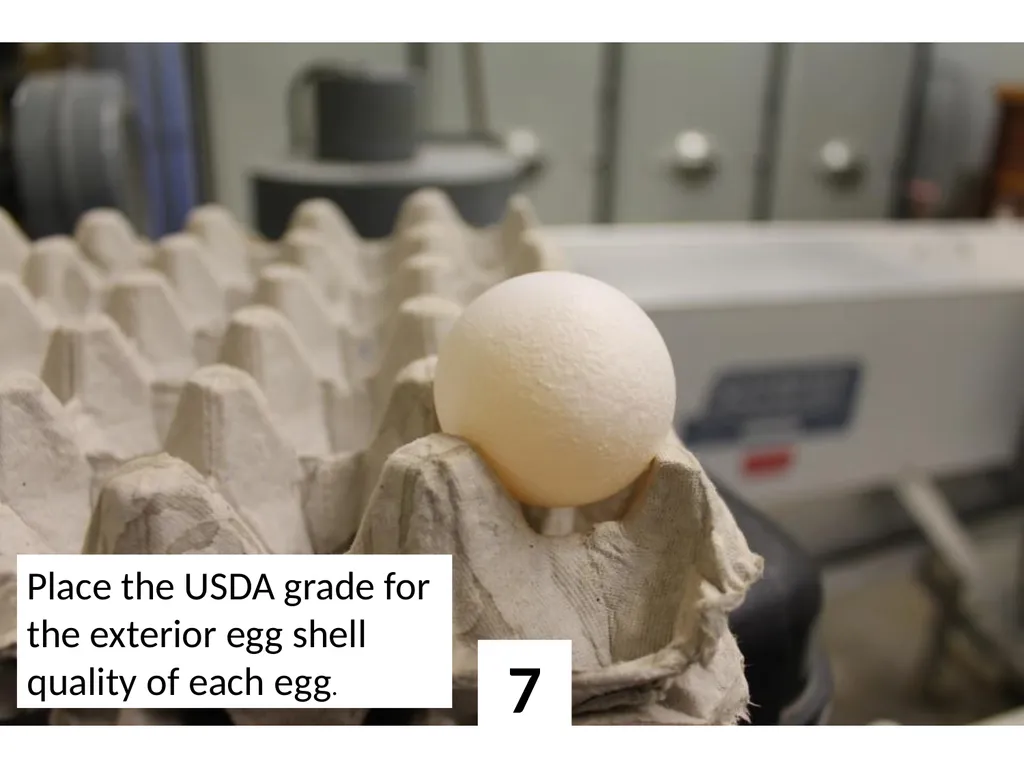 1 Place the USDA grade for the exterior egg shell - slide 7 of 15