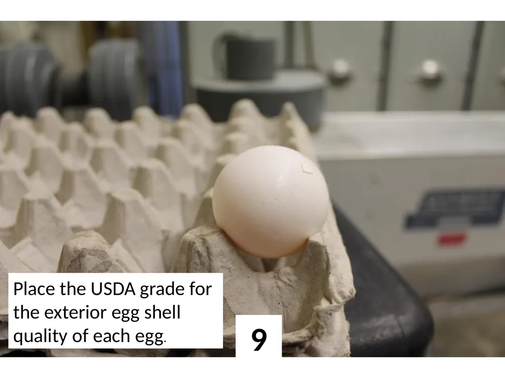 1 Place the USDA grade for the exterior egg shell - slide 9 of 15