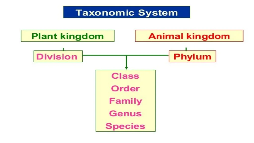 Introduction to Systematics/Plant Taxonomy Dr - slide 16 of 34