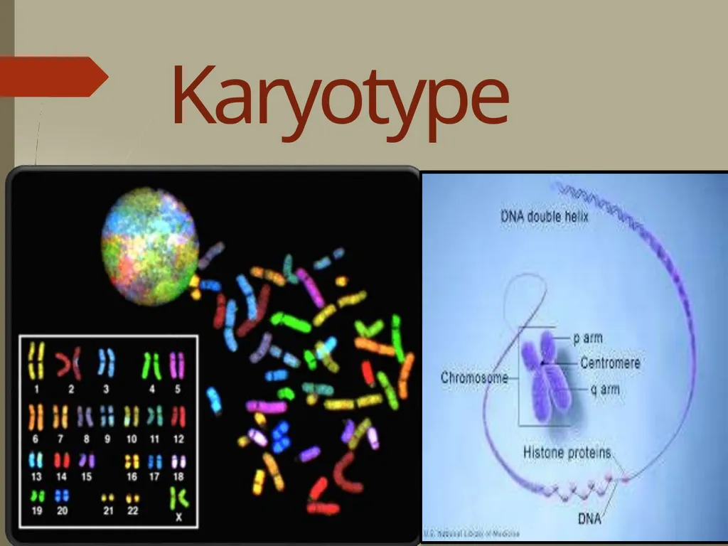 Karyotype “Karyotype” Definition: A karyotype is