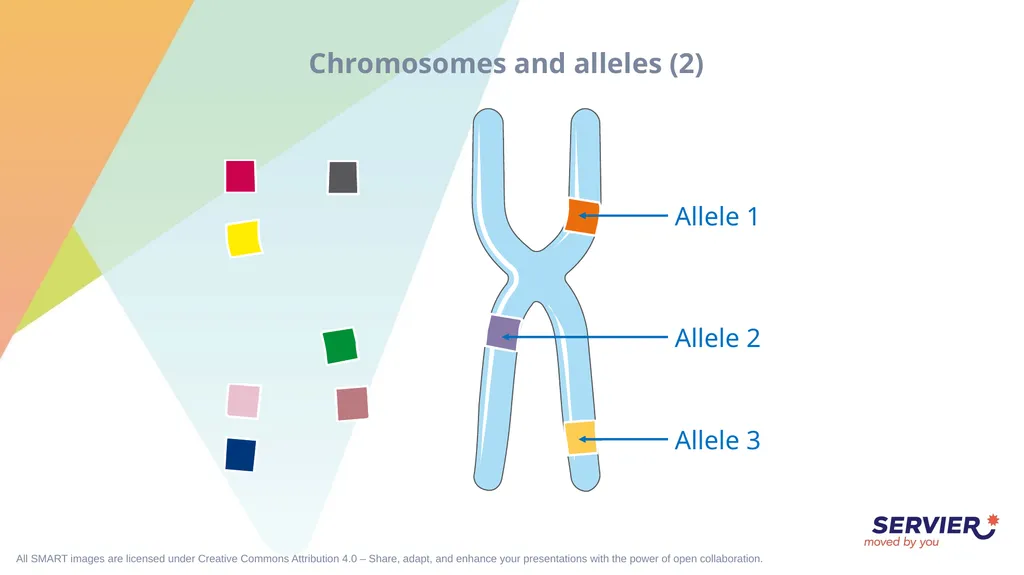 Genetics Karyotype Chromosomes and alleles (1) - slide 5 of 7