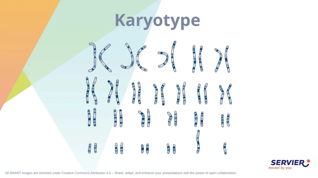 Genetics Karyotype Chromosomes and alleles (1) - slide 3 of 7