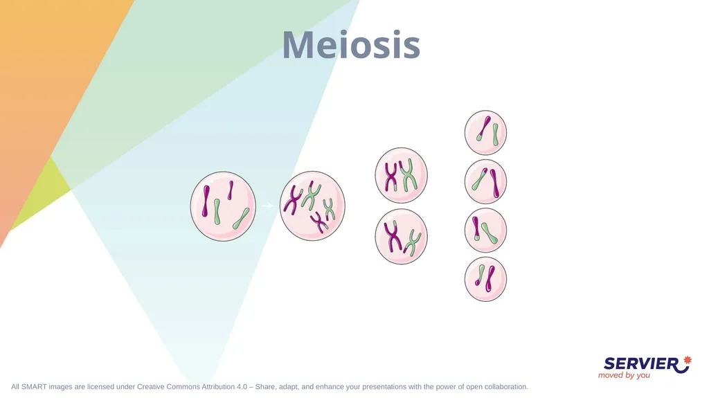 Genetics Karyotype Chromosomes and alleles (1) - slide 6 of 7
