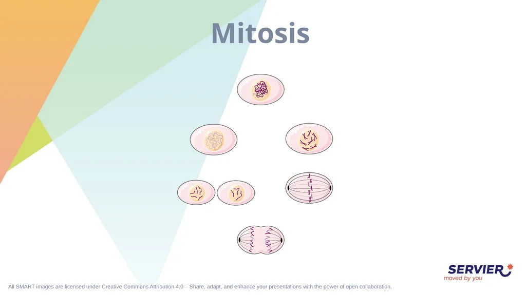 Genetics Karyotype Chromosomes and alleles (1) - slide 7 of 7