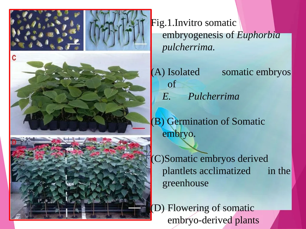INTRODUCTION TO METHODS OF PROPAGATION Dr. M. - slide 18 of 21