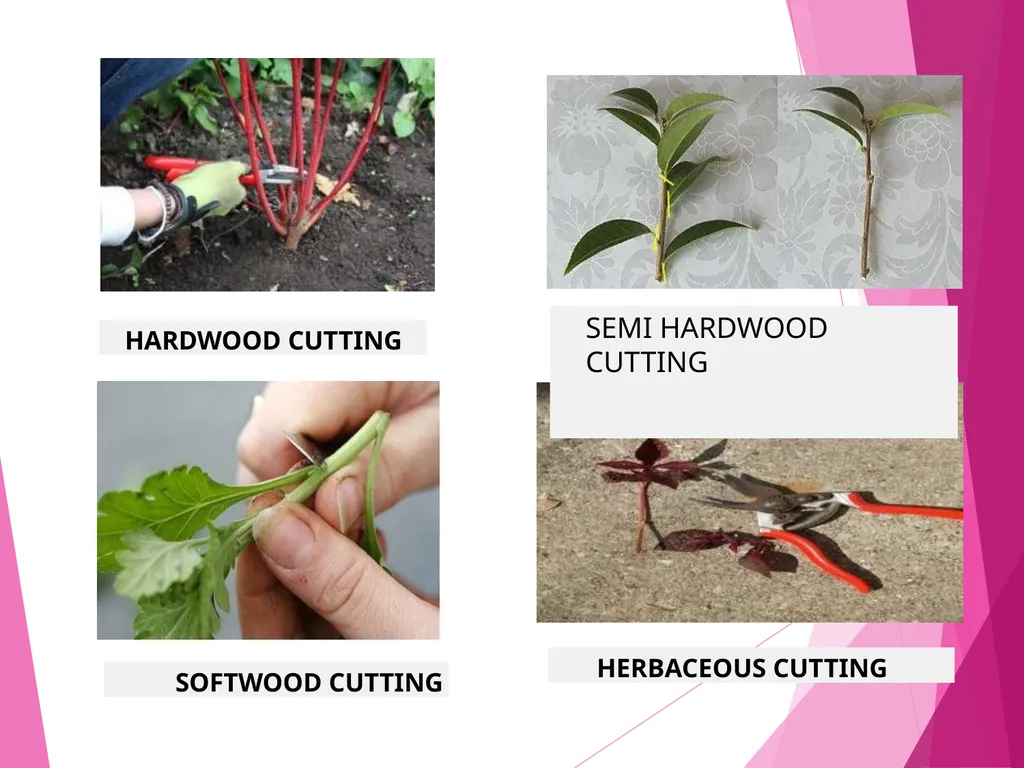 INTRODUCTION TO METHODS OF PROPAGATION Dr. M. - slide 6 of 21