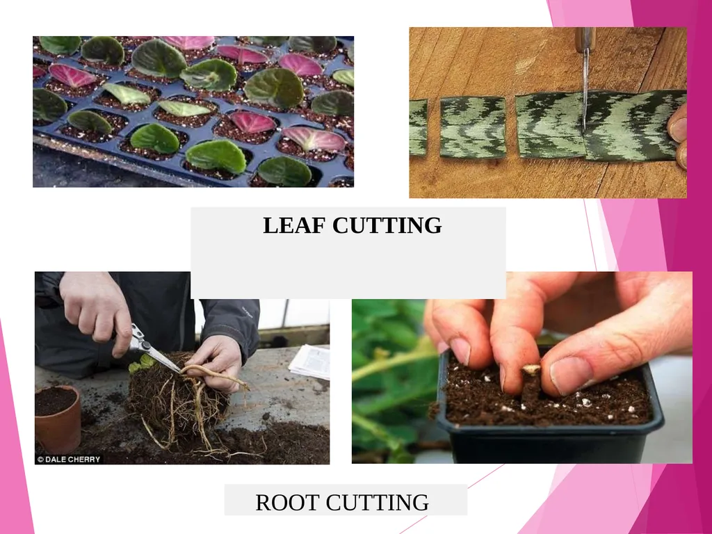 INTRODUCTION TO METHODS OF PROPAGATION Dr. M. - slide 8 of 21