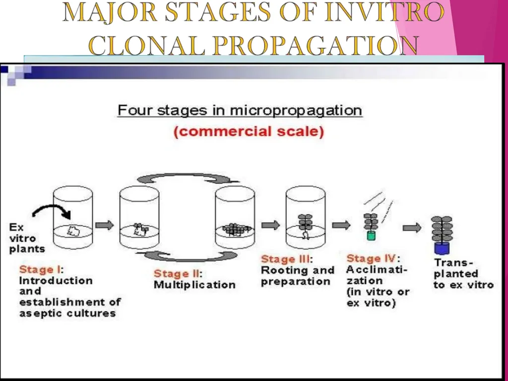 INTRODUCTION TO METHODS OF PROPAGATION Dr. M. - slide 17 of 21