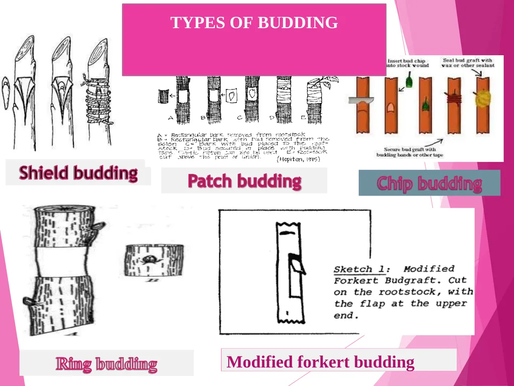 INTRODUCTION TO METHODS OF PROPAGATION Dr. M. - slide 10 of 21
