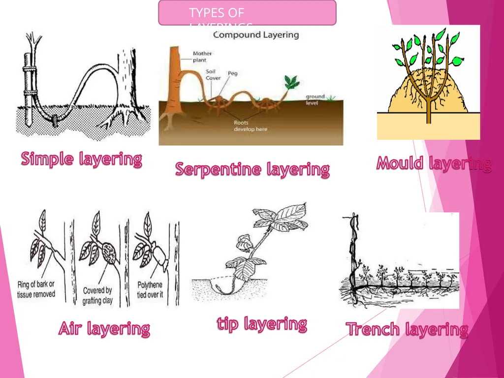 INTRODUCTION TO METHODS OF PROPAGATION Dr. M. - slide 14 of 21