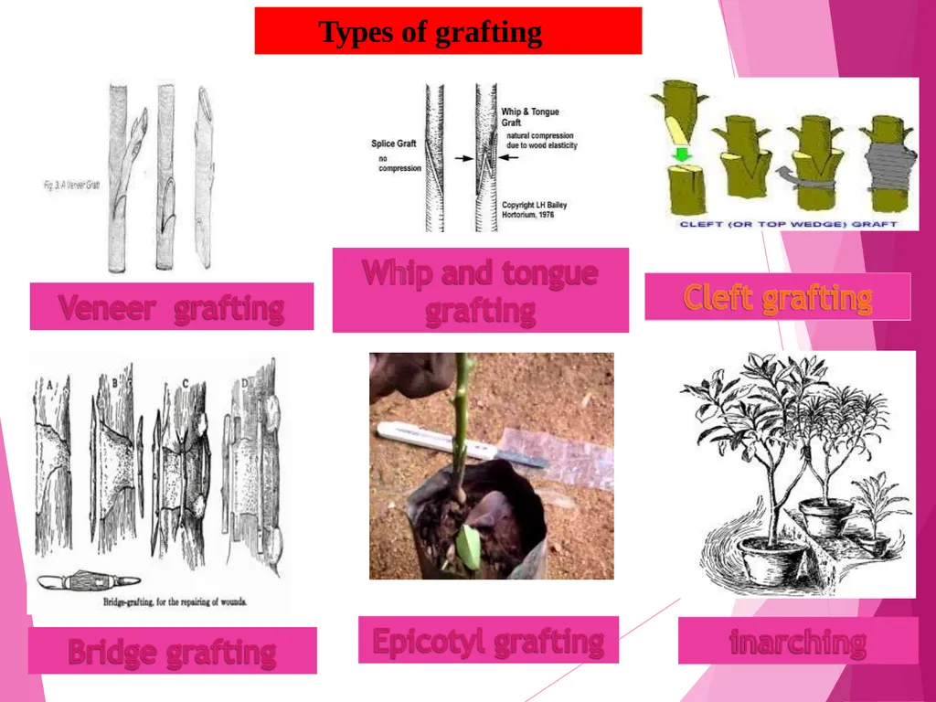 INTRODUCTION TO METHODS OF PROPAGATION Dr. M. - slide 12 of 21
