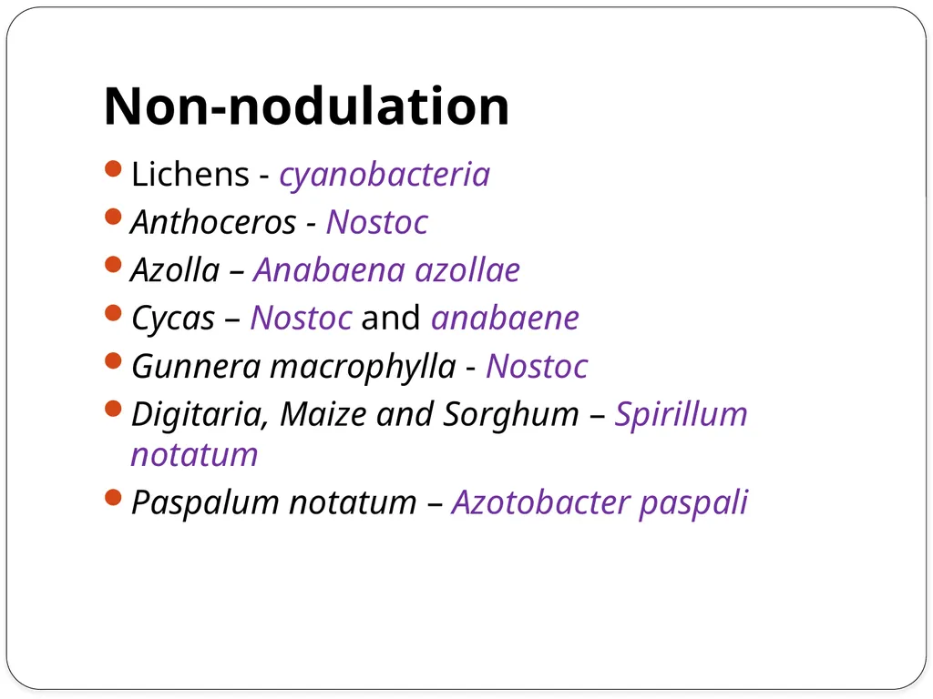 Nitrogen Fixation Role of Nitrogen in Plants Major - slide 13 of 32