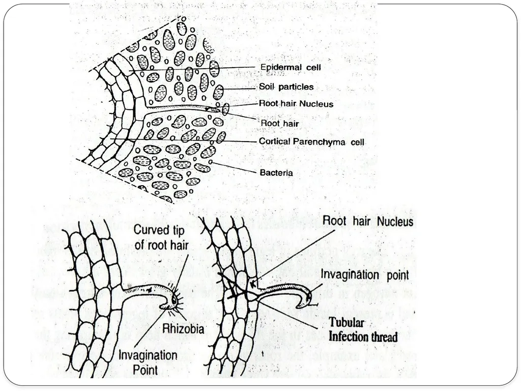 Nitrogen Fixation Role of Nitrogen in Plants Major - slide 17 of 32
