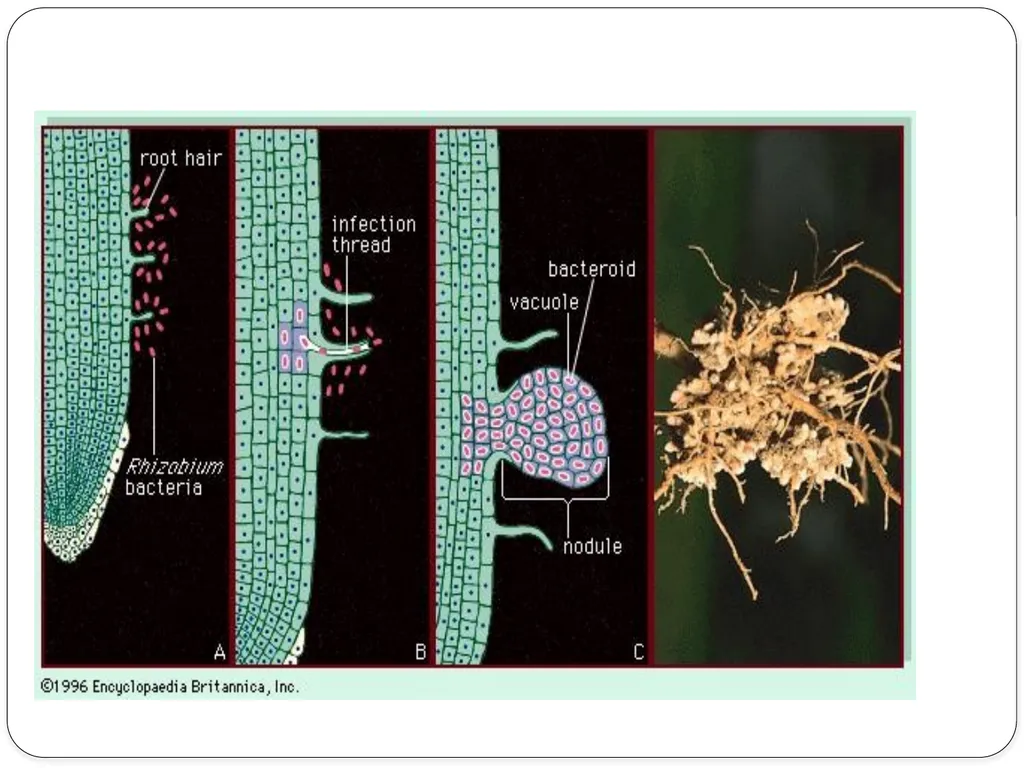 Nitrogen Fixation Role of Nitrogen in Plants Major - slide 19 of 32