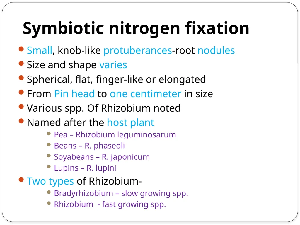 Nitrogen Fixation Role of Nitrogen in Plants Major - slide 14 of 32