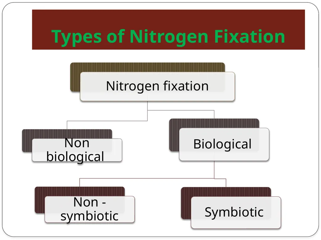 Nitrogen Fixation Role of Nitrogen in Plants Major - slide 5 of 32