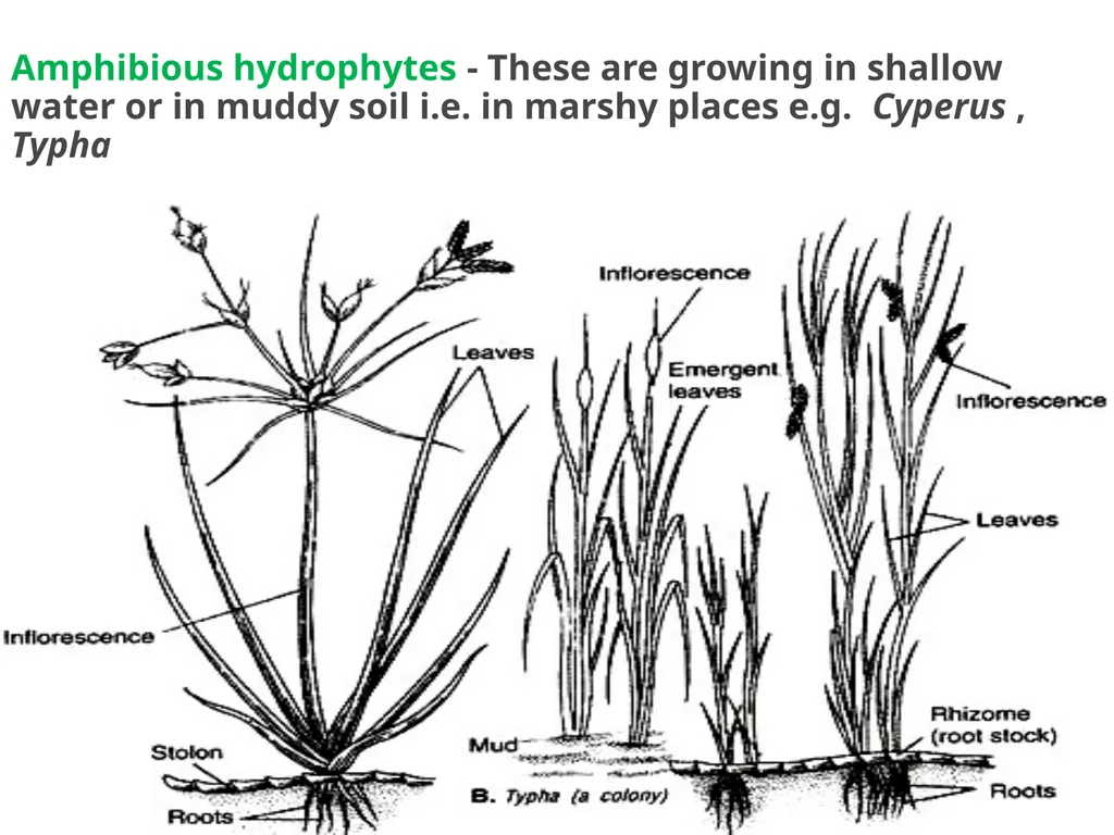 Sem.III, Paper-III ECOLOGICAL ADAPTATIONS Seema - slide 14 of 22