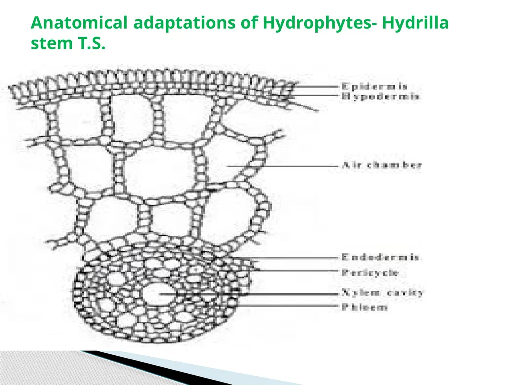 Sem.III, Paper-III ECOLOGICAL ADAPTATIONS Seema - slide 19 of 22