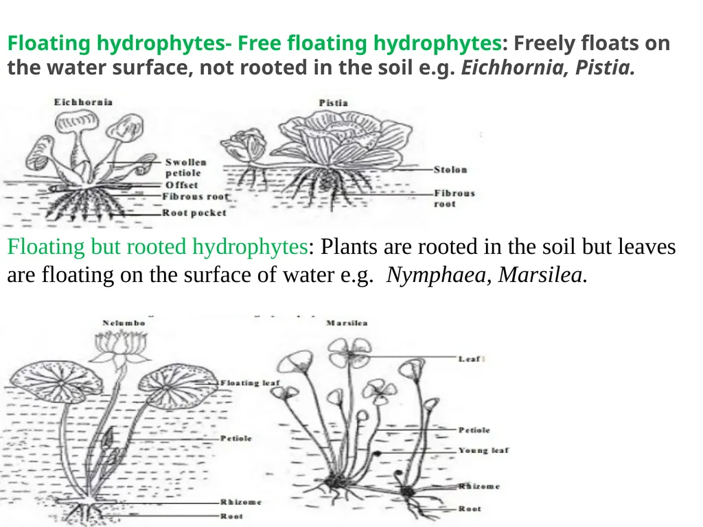 Sem.III, Paper-III ECOLOGICAL ADAPTATIONS Seema - slide 13 of 22