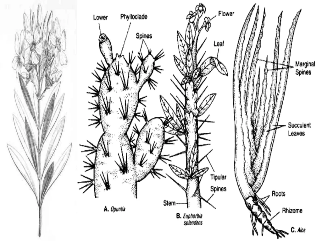 Sem.III, Paper-III ECOLOGICAL ADAPTATIONS Seema - slide 6 of 22