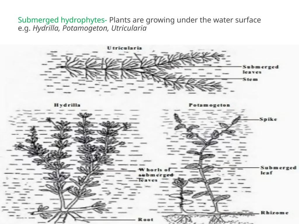 Sem.III, Paper-III ECOLOGICAL ADAPTATIONS Seema - slide 12 of 22