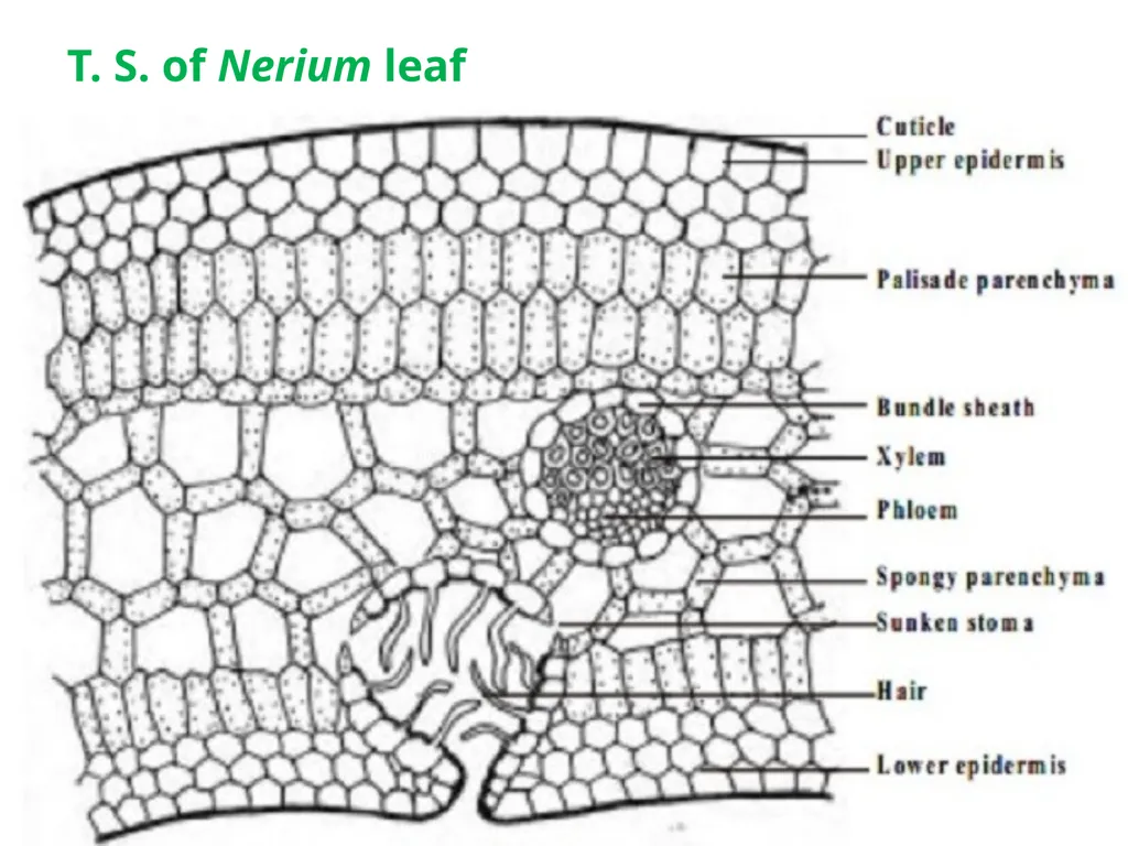 Sem.III, Paper-III ECOLOGICAL ADAPTATIONS Seema - slide 9 of 22