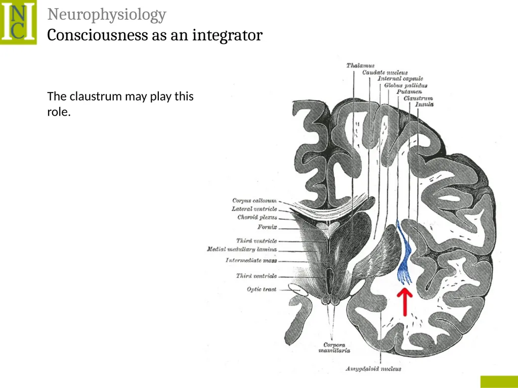 Lecture 6 Consciousness Consciousness A hard - slide 33 of 52