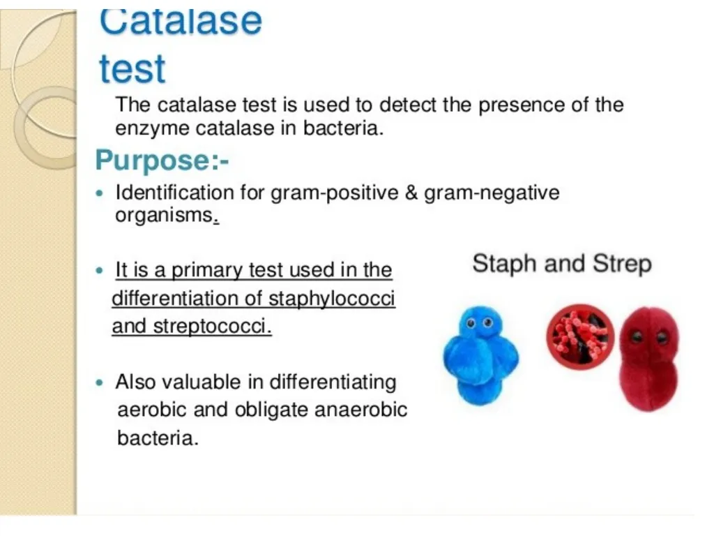 GENUS –STREPTOCOCCUS Dated-09/12/2020 2nd year - slide 25 of 28