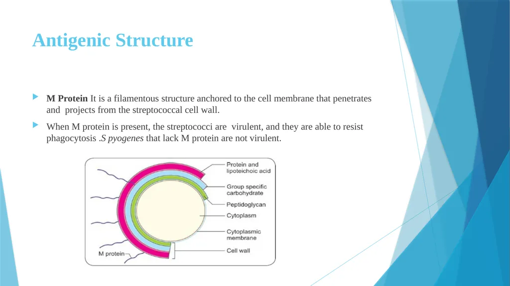 Pyogenic cocci: Genus Streptococcus Prof.Dr.Baydaa - slide 6 of 15