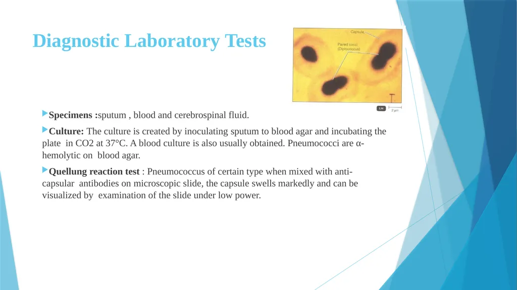 Pyogenic cocci: Genus Streptococcus Prof.Dr.Baydaa - slide 12 of 15
