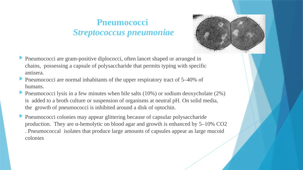 Pyogenic cocci: Genus Streptococcus Prof.Dr.Baydaa - slide 9 of 15
