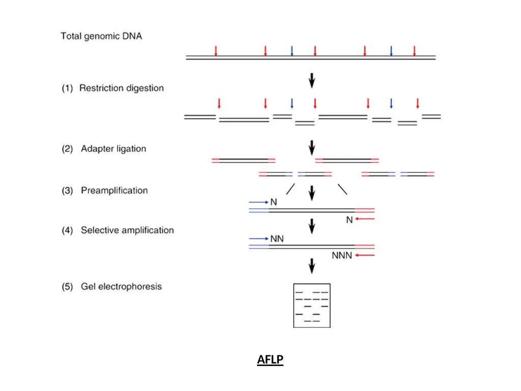 DNA sequencing is the process of determining the - slide 15 of 16