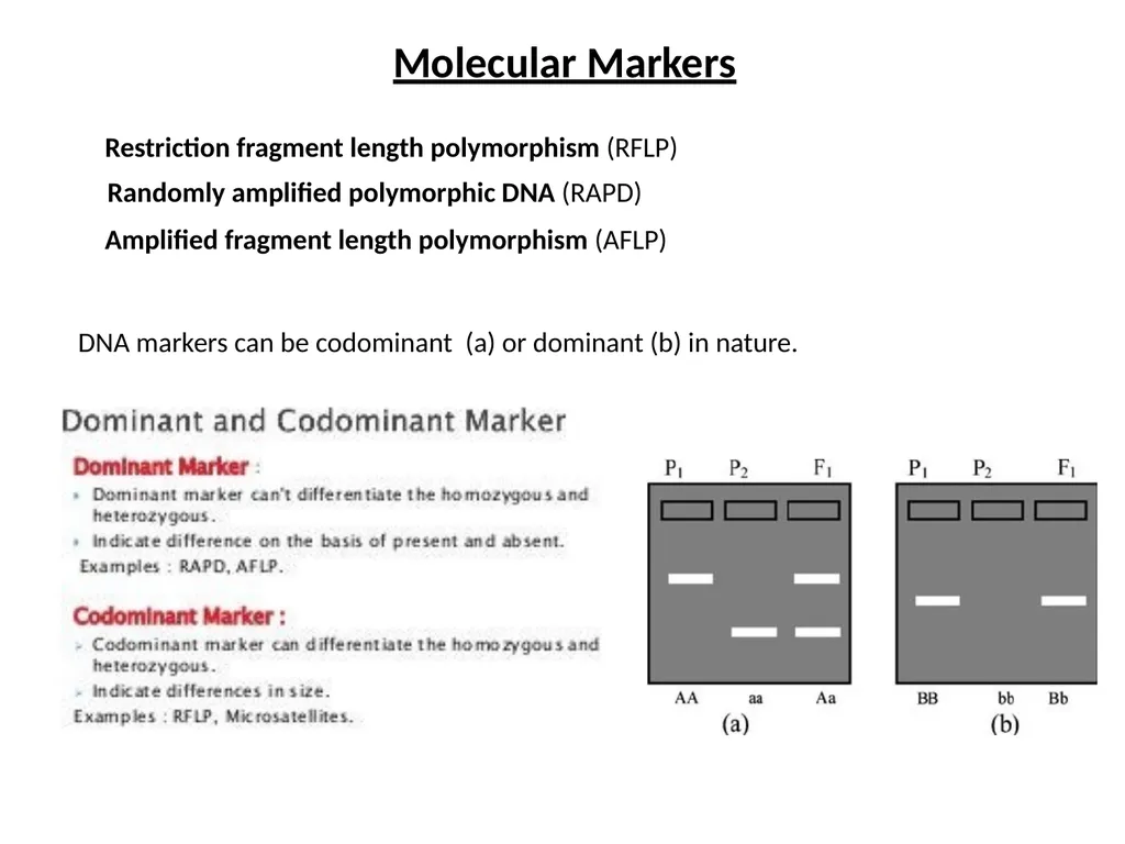 DNA sequencing is the process of determining the - slide 8 of 16