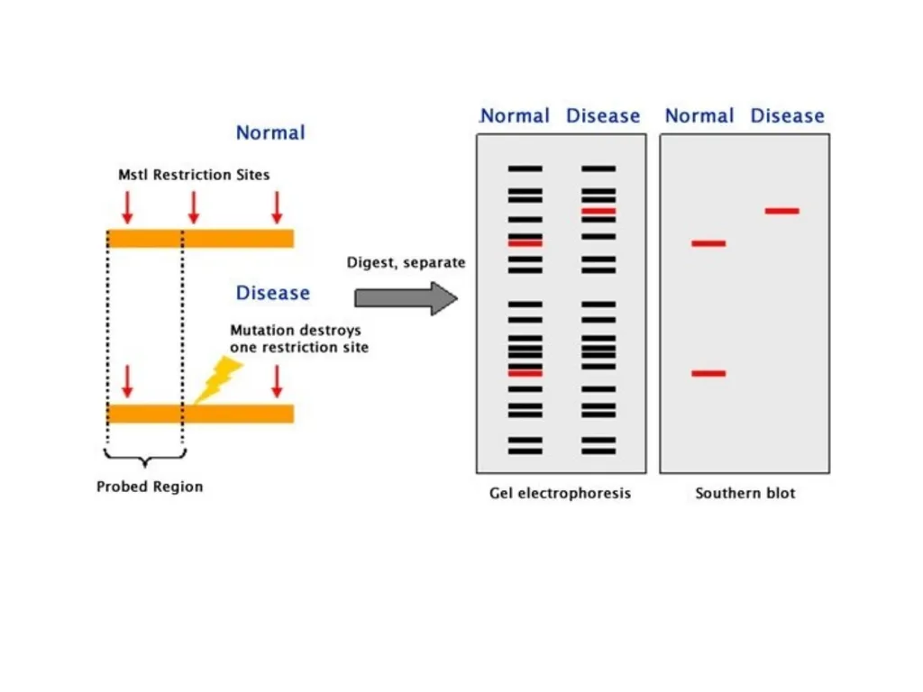 DNA sequencing is the process of determining the - slide 10 of 16