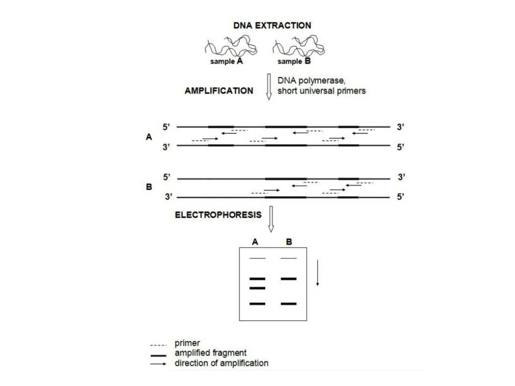 DNA sequencing is the process of determining the - slide 13 of 16