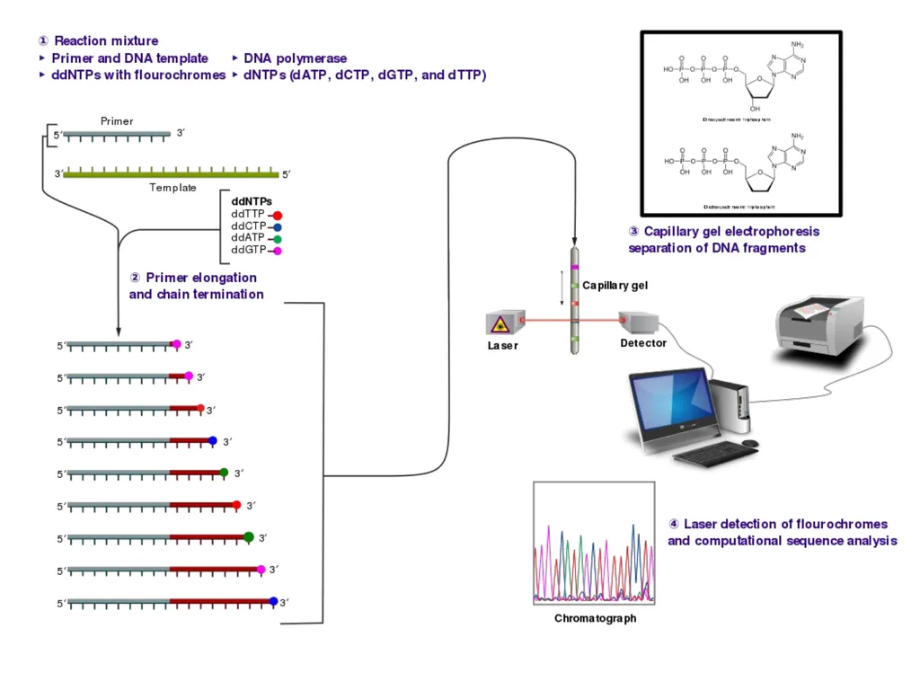 DNA sequencing is the process of determining the - slide 4 of 16