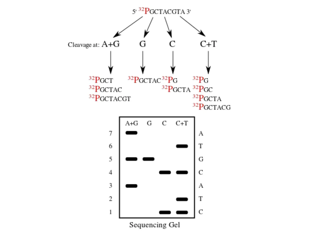 DNA sequencing is the process of determining the - slide 6 of 16