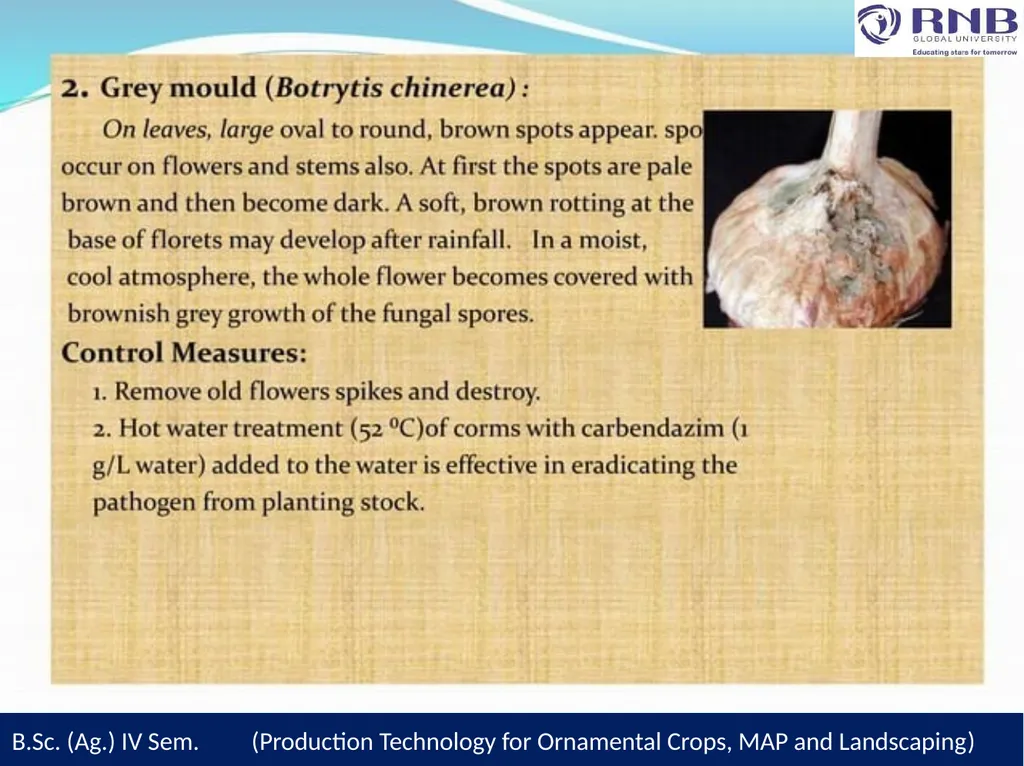 Course Name- Production Technology for Ornamental - slide 19 of 28